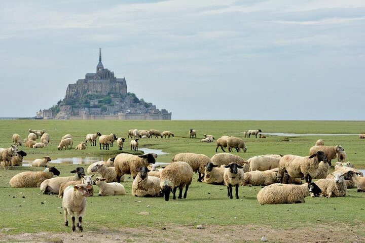 Day Trip with a local driver Mont Saint-Michel from Saint-Malo - 6 hours