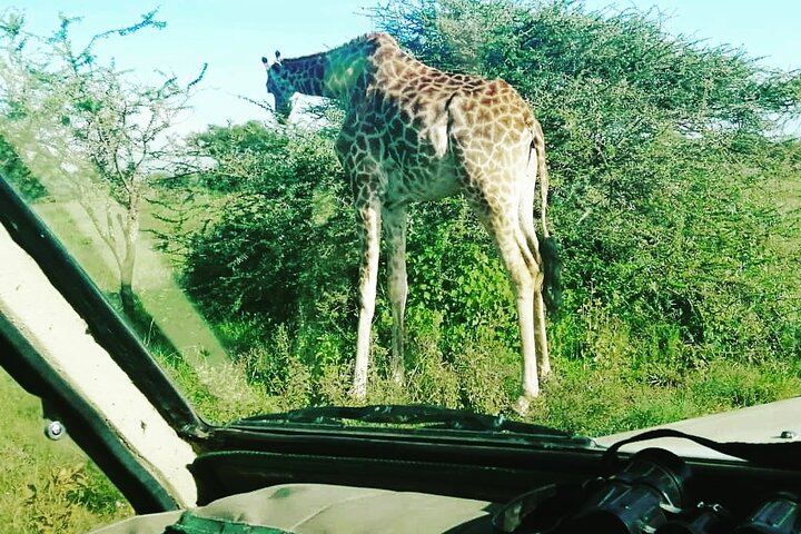 2 Days Selous Game Reserve from Zanzibar