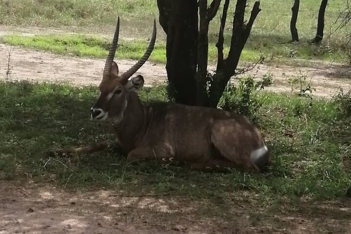 2 Days Selous Game Reserve from Zanzibar
