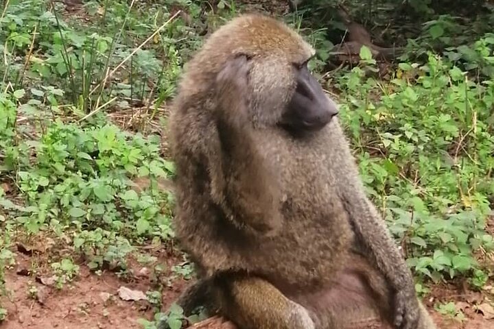 2 Days Selous Game Reserve from Zanzibar