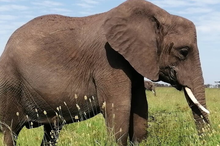 2 Days Selous Game Reserve from Zanzibar
