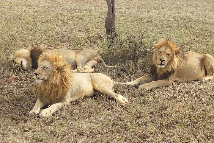 3 Days Maasai Mara Guided Safari from Nairobi