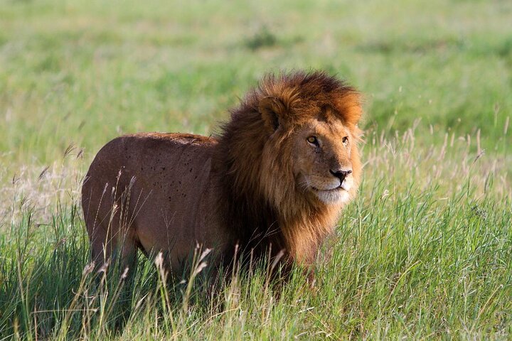 Ol Pejeta Conservancy Day Tour from Nairobi