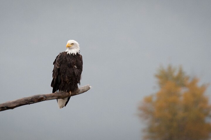 Private Group Eagle Preserve Float Trip in Haines