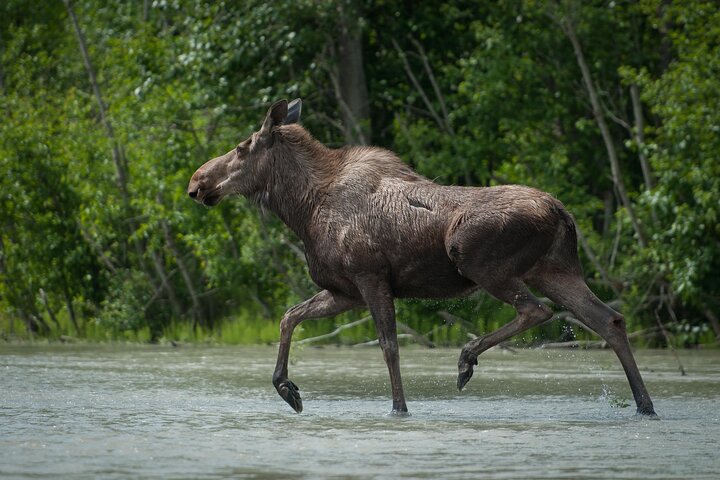 Private Group Eagle Preserve Float Trip in Haines