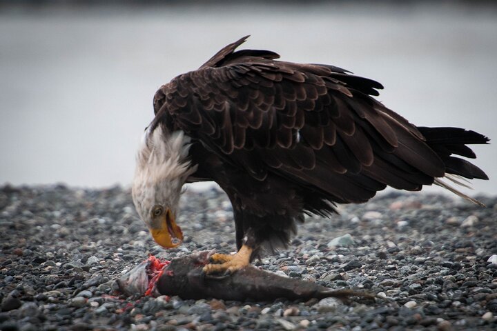 Private Group Eagle Preserve Float Trip in Haines