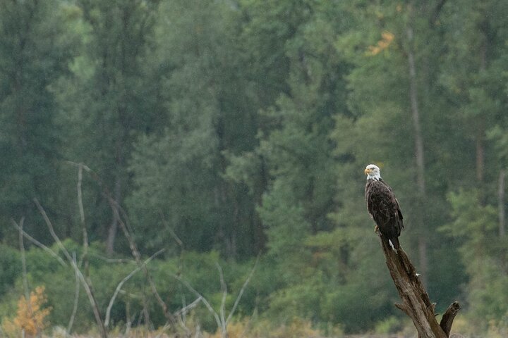 Private Group Eagle Preserve Float Trip in Haines