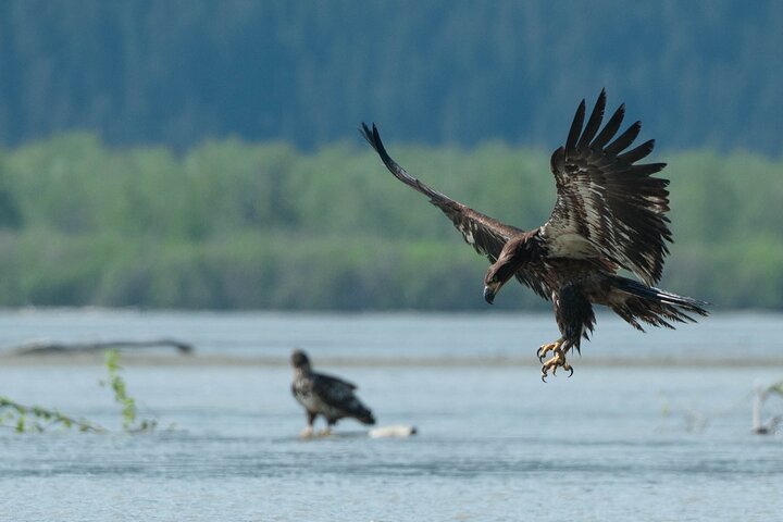 Private Group Eagle Preserve Float Trip in Haines