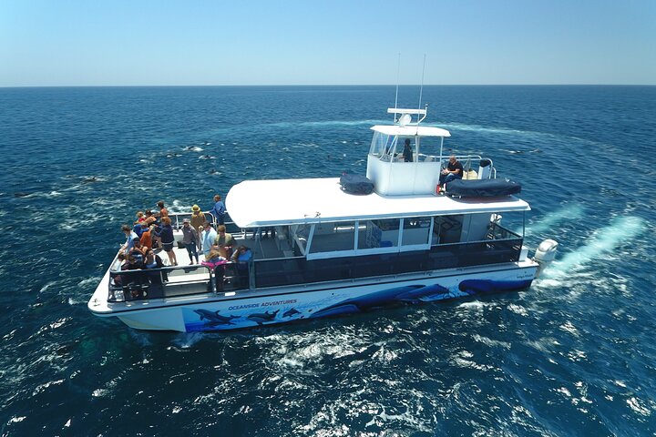 Two-Hour Luxury Whale Watching Tour from Oceanside