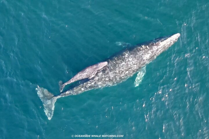 Two-Hour Luxury Whale Watching Tour from Oceanside