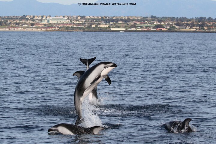 Two-Hour Luxury Whale Watching Tour from Oceanside