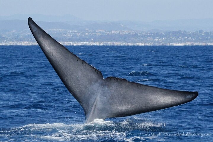Two-Hour Luxury Whale Watching Tour from Oceanside