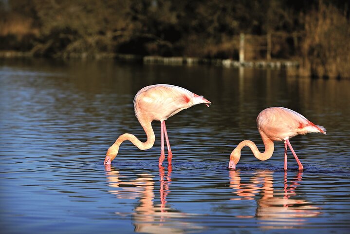 3.5 Hour Camargue 4x4 Safari from Le Grau-du Roi