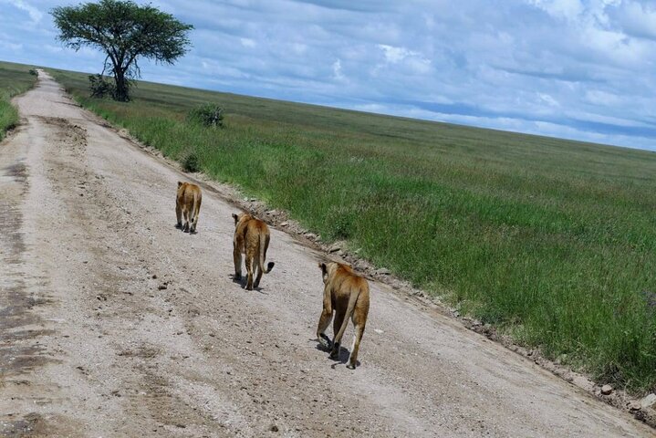 3 Days Maasai Mara Guided Safari from Nairobi