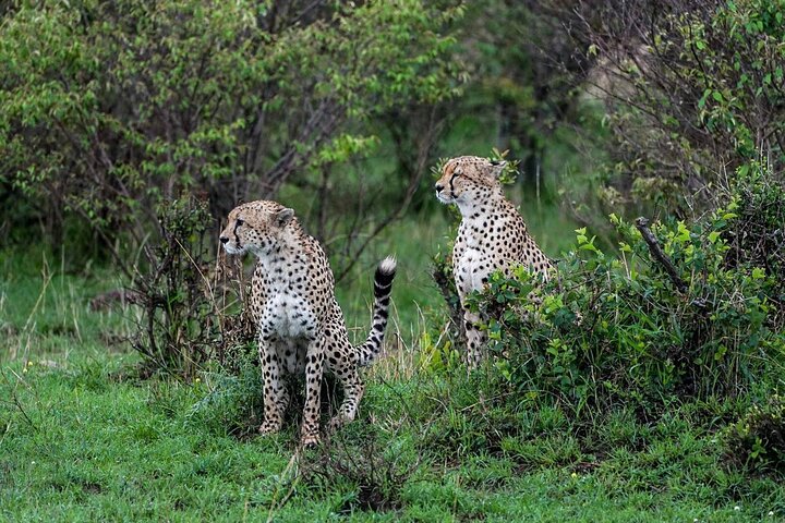 3 Days Maasai Mara Guided Safari from Nairobi
