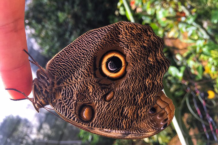 Admission to Andoke Butterfly Center in Cali with Release Ritual