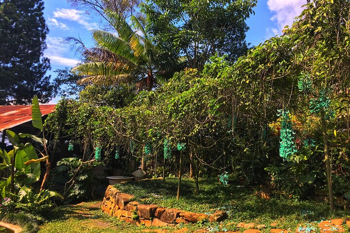 Admission to Andoke Butterfly Center in Cali with Release Ritual