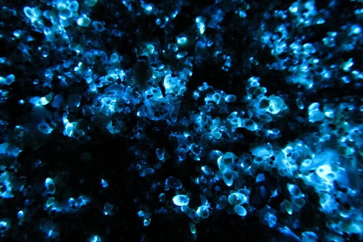 Night Kayak Tour Relax Under the Natural Glow of Sea Fireflies