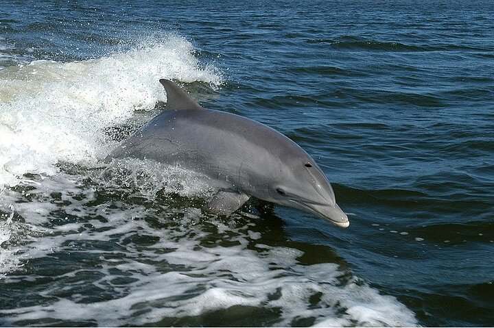 Whale Watching