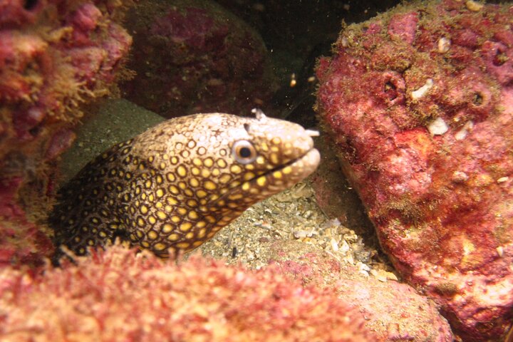 2 Tank Boat Dives for Certified Divers