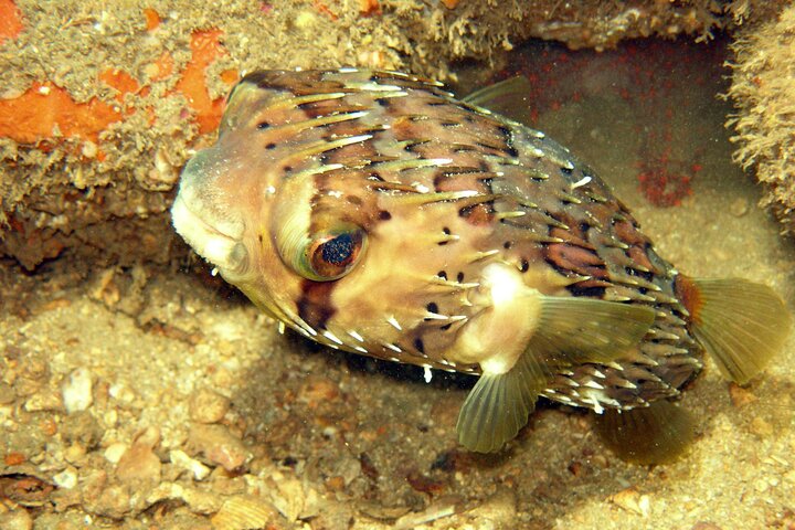 2 Tank Boat Dives for Certified Divers