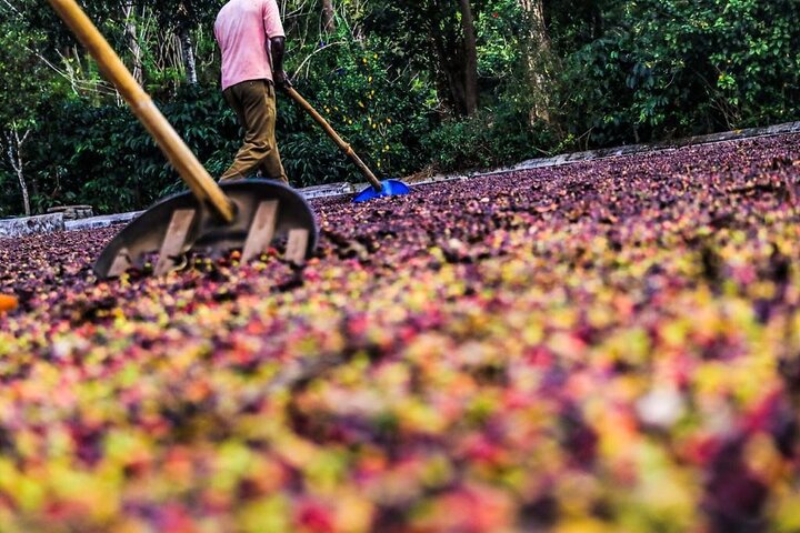 Classic Coorg Coffee Plantation experience