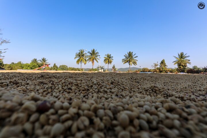 Classic Coorg Coffee Plantation experience