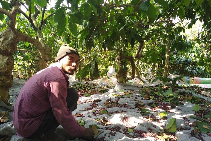 Classic Coorg Coffee Plantation experience