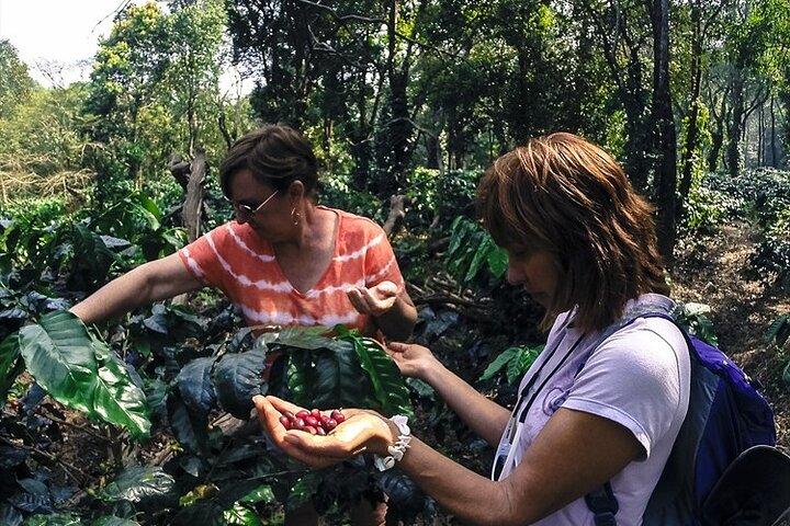 Classic Coorg Coffee Plantation experience