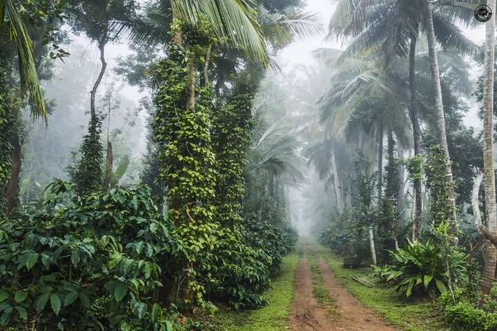 Classic Coorg Coffee Plantation experience