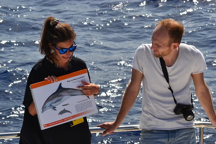 VipDolphins Luxury Whale Watching