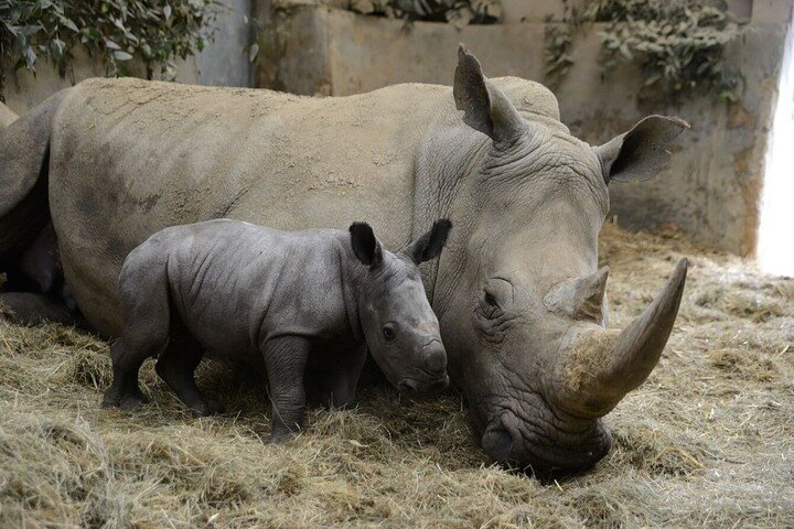 Ol Pejeta Conservancy Day Tour from Nairobi