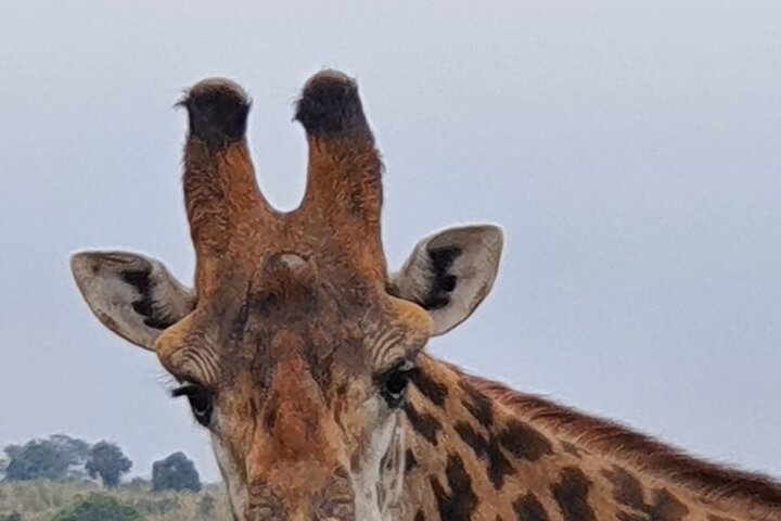 Ol Pejeta Conservancy Day Tour from Nairobi