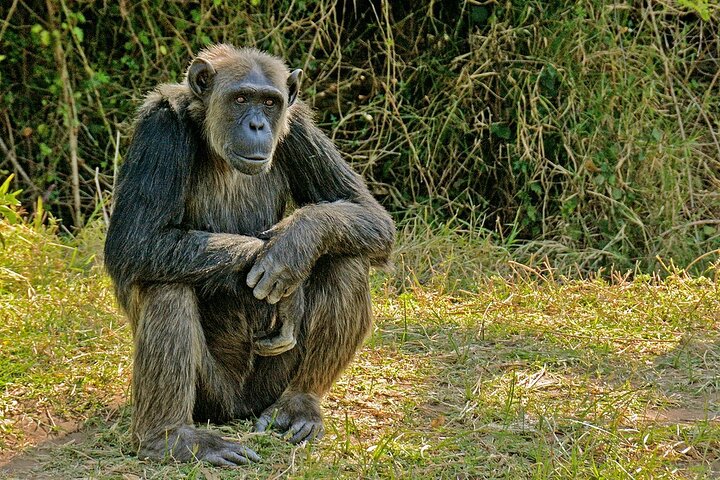 Ol Pejeta Conservancy Day Tour from Nairobi