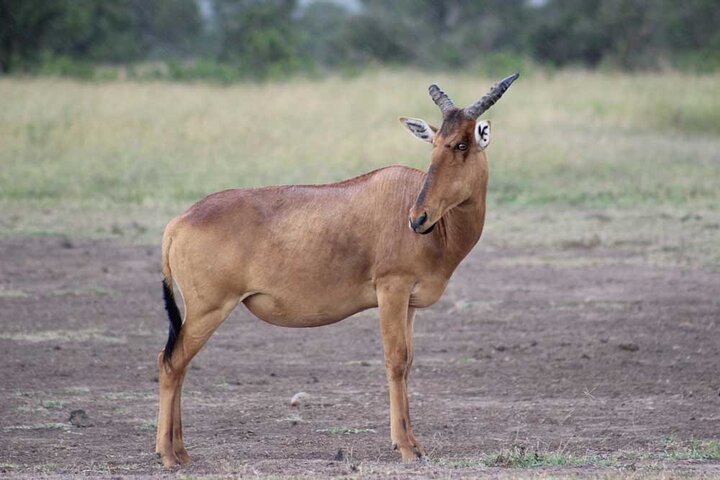 Ol Pejeta Conservancy Day Tour from Nairobi