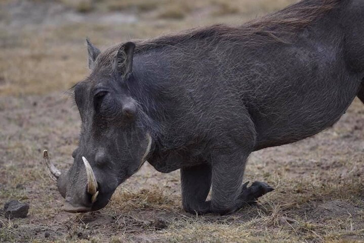 Ol Pejeta Conservancy Day Tour from Nairobi