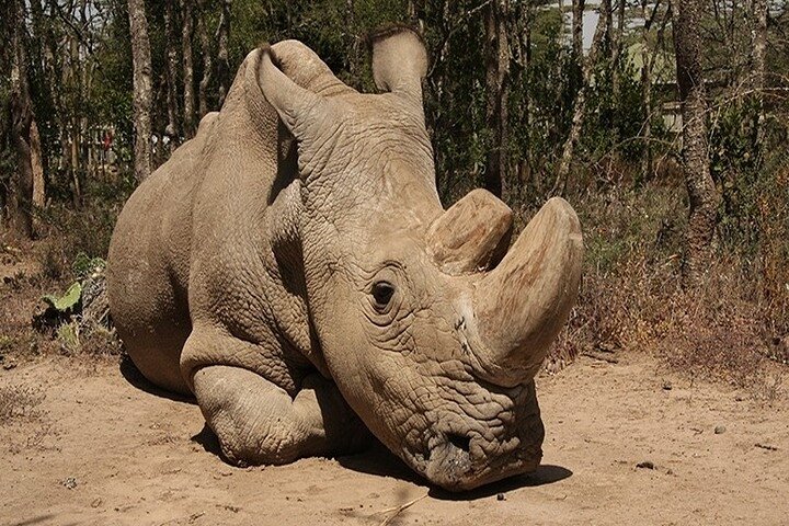 Ol Pejeta Conservancy Day Tour from Nairobi