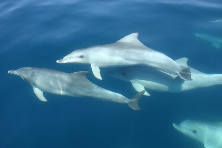 3Hour ALL-INCLUSIVE Sunset Dolphin Watching from Medulin onSandra
