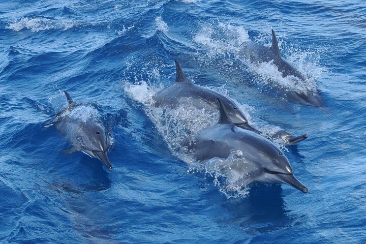 Dolphin Watching Cruise with Underwater Observatory Viewing