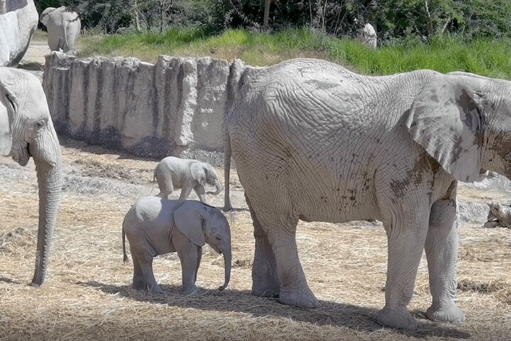 Africam Safari Zoo Admission with Transportation