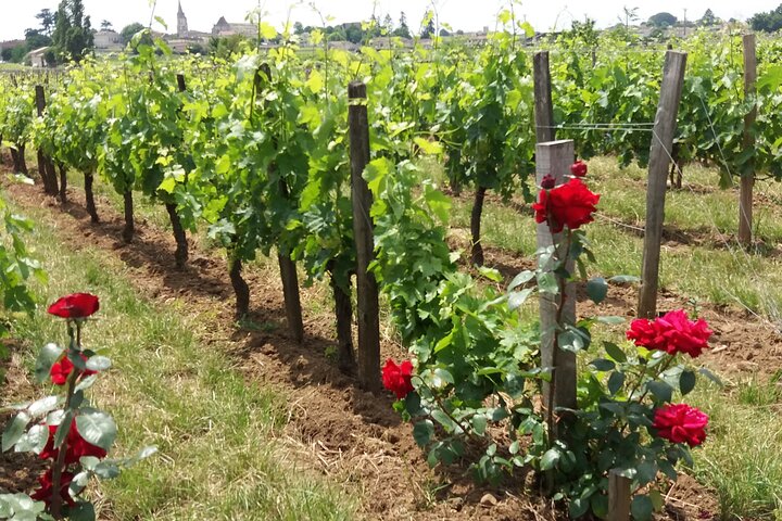 Saint Emilion Wine Tour Tasting Half Day from Bordeaux