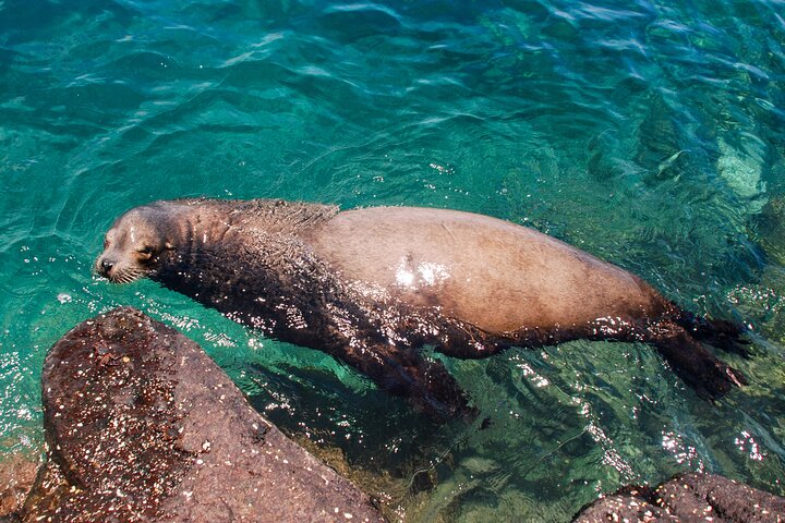 Day Trip to North Seymour Island from Puerto Ayora