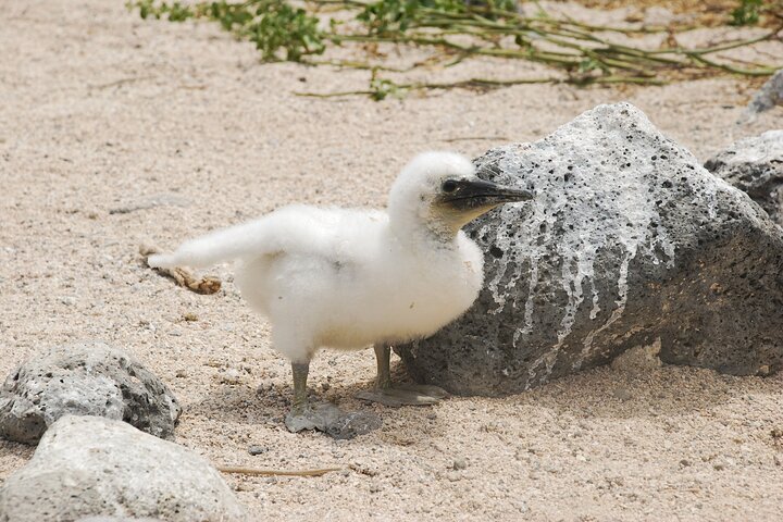 Day Trip to North Seymour Island from Puerto Ayora