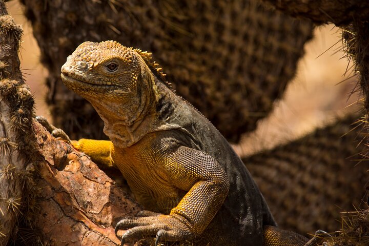 Day Trip to North Seymour Island from Puerto Ayora