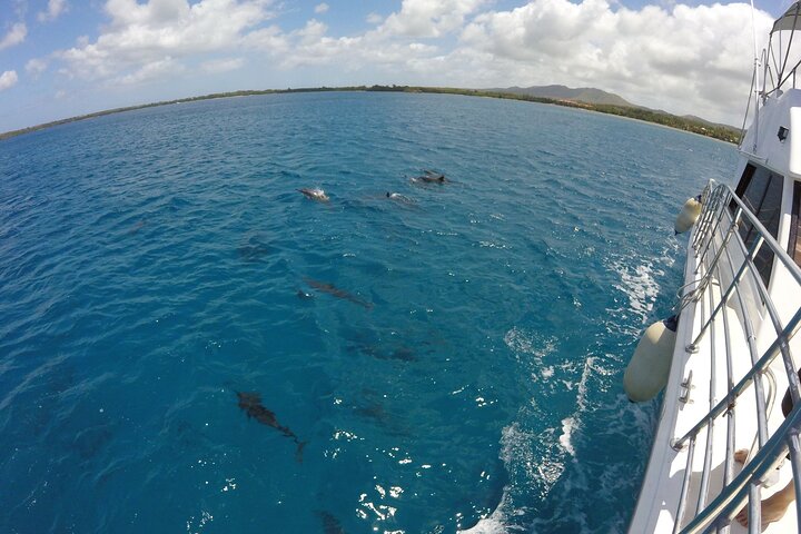 Dolphin Watching Cruise with Underwater Observatory Viewing