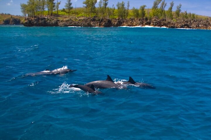 Dolphin Watching Cruise with Underwater Observatory Viewing