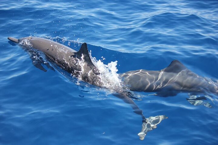 Dolphin & Whale Watching in Puerto Escondido