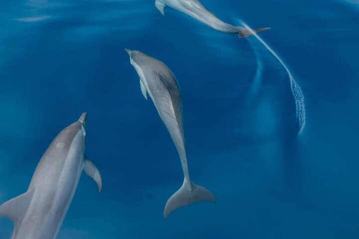 Dolphin & Whale Watching in Puerto Escondido