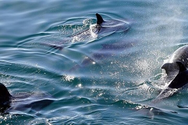 Swim with Wild Dolphins in Hurghada