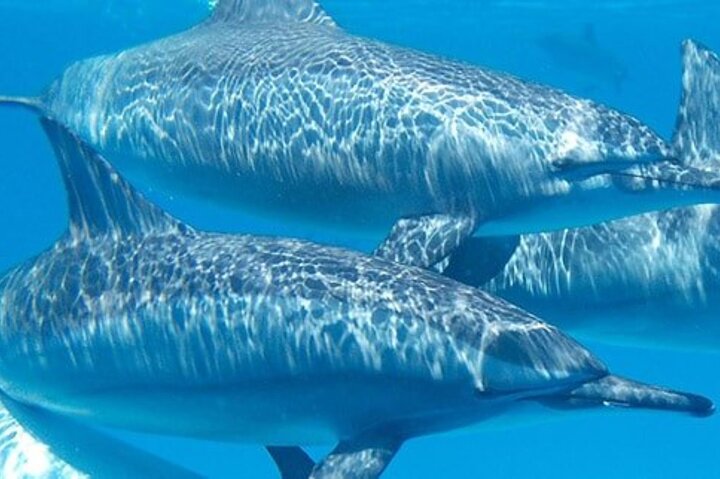 Swim with Wild Dolphins in Hurghada
